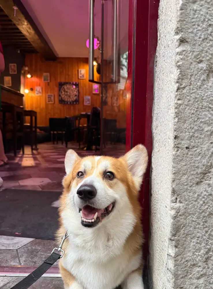 Les chiens sont les bienvenus à La Bonne Gâche